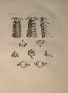Cervical Vertebra (Plate X) from 
