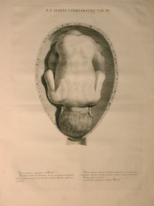 Albinus, Uterus, Pl. III, Illustration from 