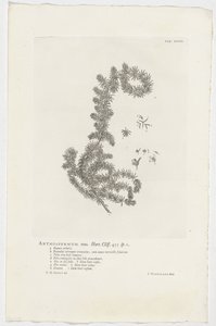 Anthospermum aethiopicum