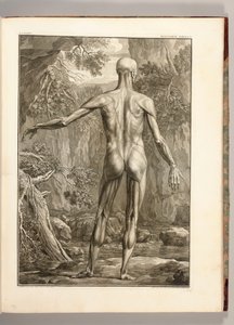 Muscle Groups of the Back, 1747 (engraving) by Jan Wandelaar