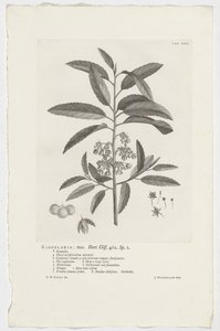 Kiggelaria Africana