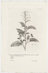 Lobelia Cliffortiana by Jan Wandelaar