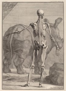 Musculorum Tabula VIII by Jan Wandelaar