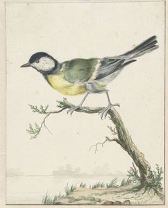Great Tit