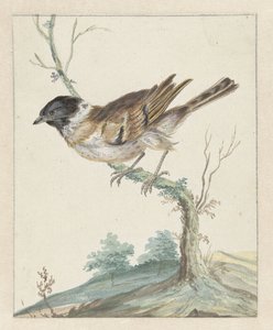 Reed Bunting (?)