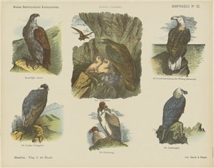 Birds of Prey by Jan de Haan
