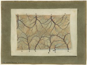 Anatomical Study of the Vascular System