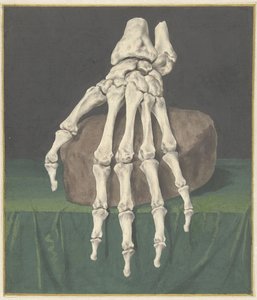 Skeleton of a Hand by Jan l