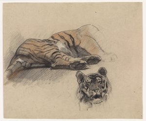 Lying Tiger and Head of a Tiger