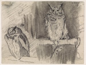 Two Studies of an Owl by Jan van Essen