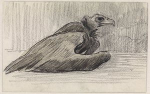 Seated Vulture, Facing Right by Jan van Essen