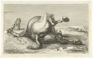 Fallen Horse Seen from Behind (series title)