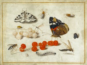 Butterfly, Caterpillar, Moth, Insects and Currants, c.1650-65 by Jan van Kessel the Elder