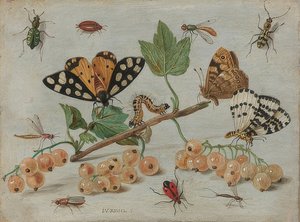 Insects and Fruits by Jan van Kessel the Elder