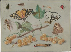 Study of Butterfly and Insects by Jan van Kessel the Elder
