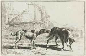 Male and Female Dog by Jan van den Hecke