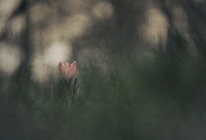 Dreamy Pink Bloom by Jan van der Linden