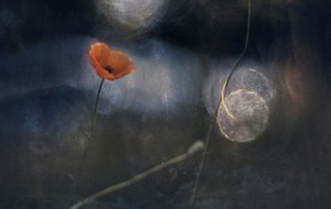 Ethereal Poppy Bloom by Jan van der Linden