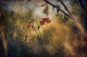Soft Red Poppies by Jan van der Linden