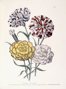 A Variety of Carnations by Jane Loudon