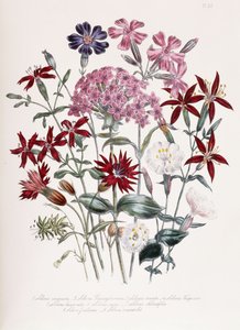 Catchfly by Jane Loudon