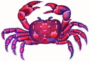 Cancer the Crab, 1996 by Jane Tattersfield