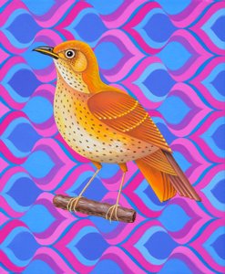 Song thrush