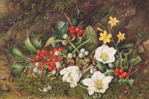 Holly and Christmas Roses
