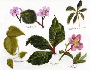 Botanical Illustration with Greens and Pinks, c. 2025 by Janel Bragg