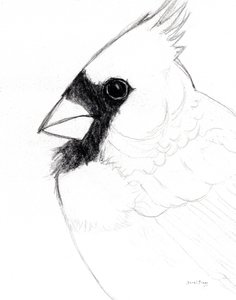 Cardinal Close Up, c. 2025 by Janel Bragg