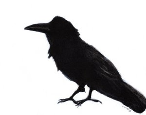 Raven at Baker Beach by Janel Bragg