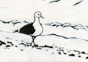 Seagull from Washington Park, c.2017 by Janel Bragg