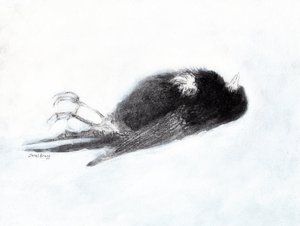 Vulnerability and Death in Winter (Dead Bird by my Stairwell II, c.2019)