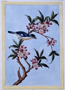 Bird - Japanese print