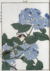 Bird in hydrangeas - Japanese print by Japanese School