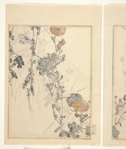 Chrysanthemums