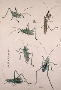 Grasshoppers
