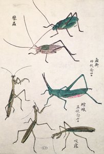 Grasshoppers and Mantises by Japanese School