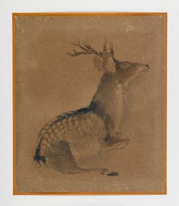 Recumbent deer