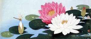 Water lilies and dragonfly - Japanese print