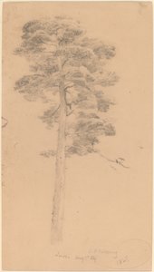 Pine Tree by Jasper Francis Cropsey