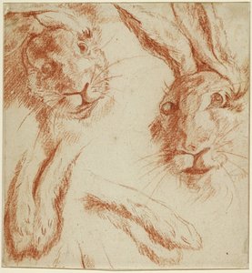 Studies of Hares: Two Heads and Two Pairs of Paws