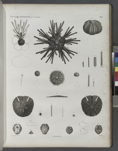 Urchins