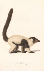 Black-and-white Ruffed Lemur