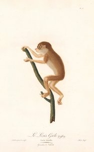 Slender Loris