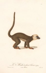 White-fronted Lemur