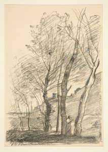 Reading Beneath the Trees