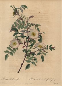 White and Pink Rose, Rosa Redutea Glauca by Jean Baptiste Chapuy