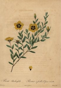Yellow rose, Rosa berberifolia