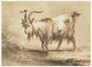Study of a Goat by Jean Baptiste Huet